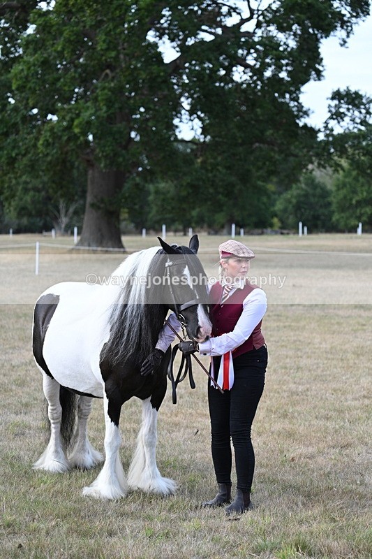 WJ7_8351 - In-hand Championship