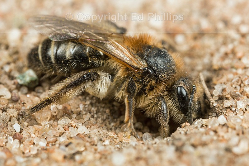 Andrena barbilabris (f)