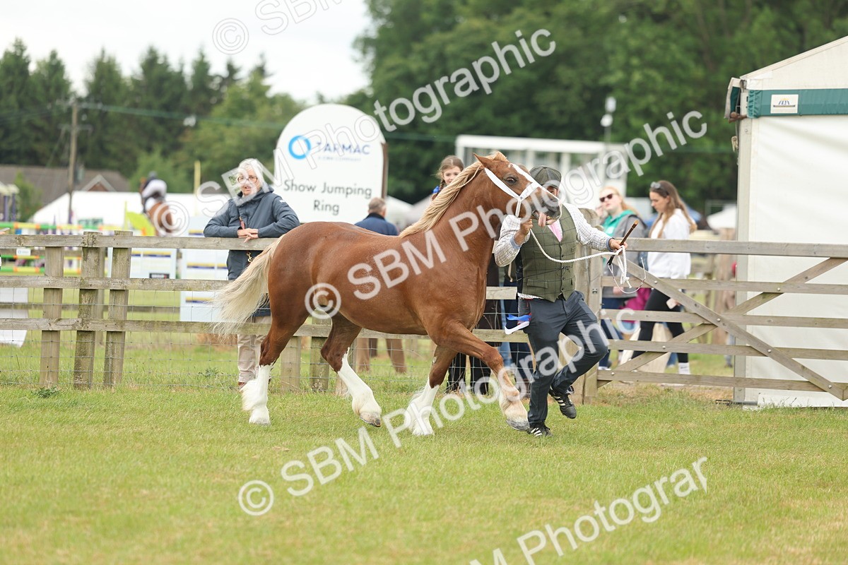 SBM_05034 - Class 50-57 - M&M Welsh Pony In Hand