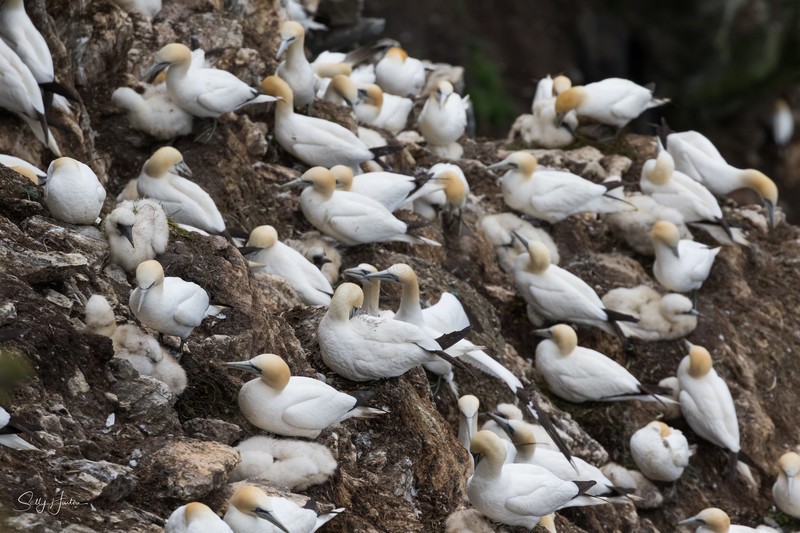 Gannet Colony 1