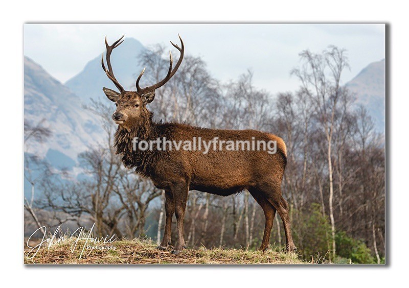  - Scottish Stags- picture