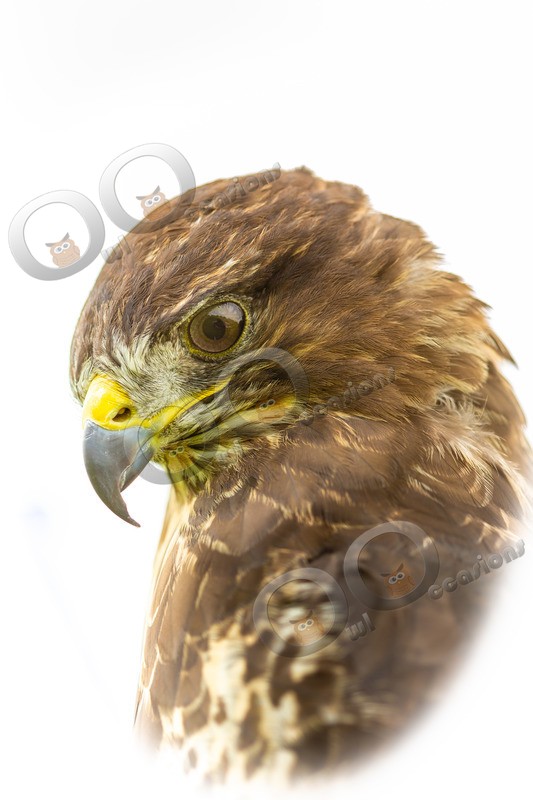 Buzzard buteo buteo-8841 - BoP from around the world
