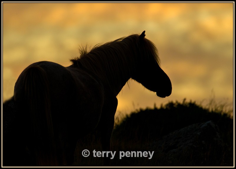 Dartmoor Pony - Animals