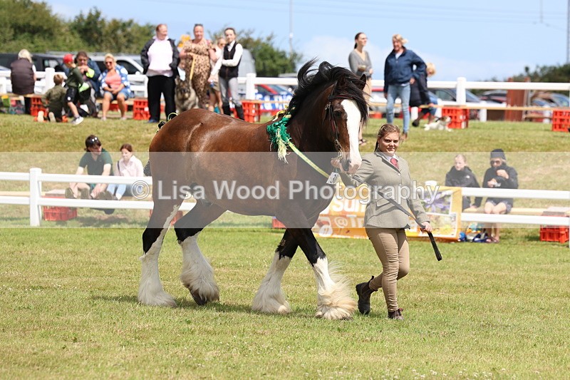 3E7A0719 - Class 7: Heavy Horse In Hand