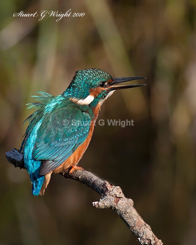 3 - Kingfisher