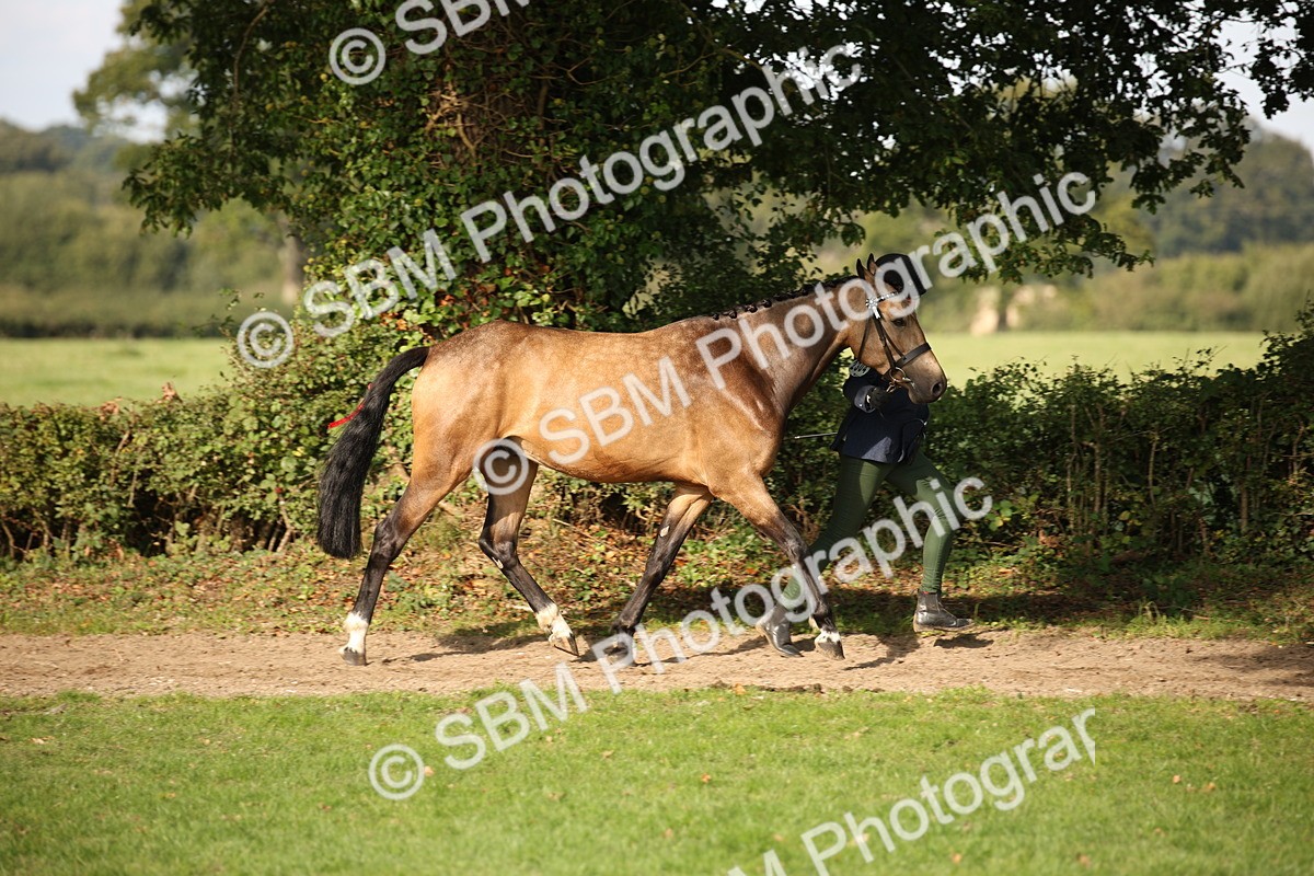 SBM_60083 - S53 - Hunter In Hand