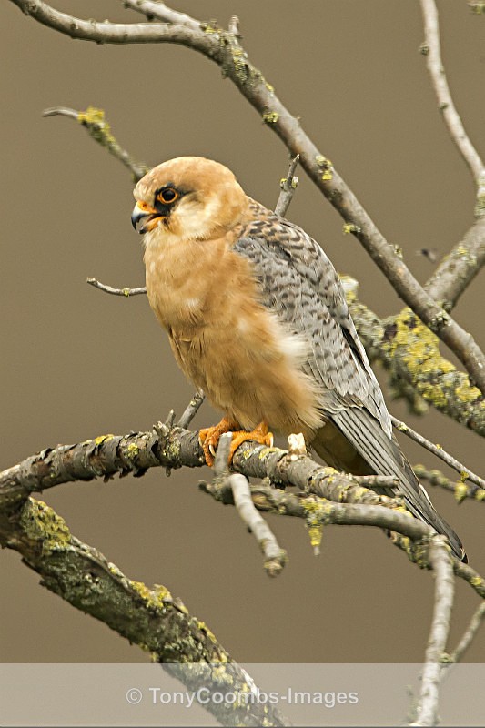 Red-footed Falcon  (f) - Well Hide & Falcon Tower Hide