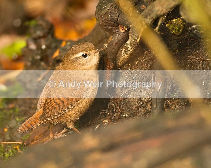 20111112-_MG_7489 - Wren & Goldcrest