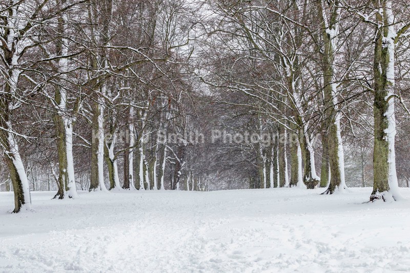 8KJS9615 - Trees in Abington Park