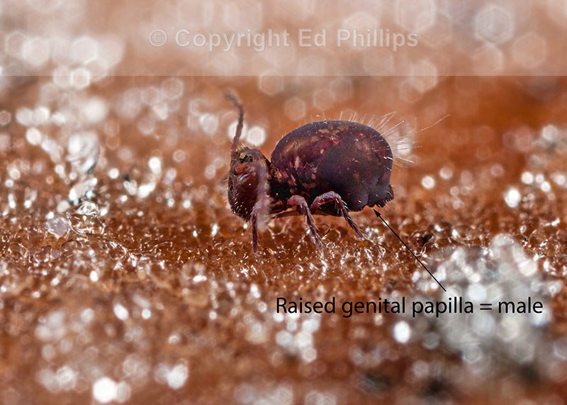 Dicyrtoma fusca (m)