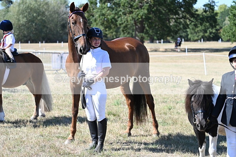 WJ7_1621 - Class 42 Most Handsome Gelding