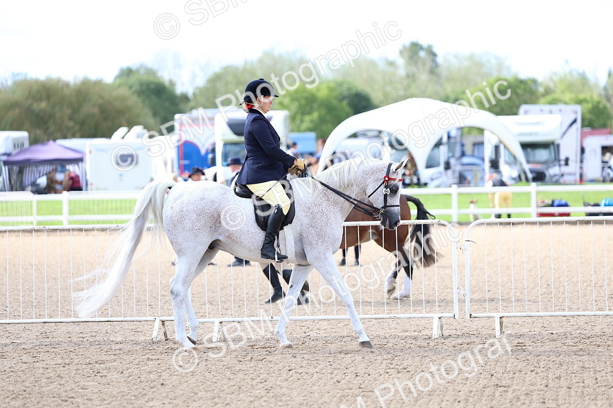 SBM_10737 - Class 305 - Ridden Foreign Breeds - Pure Bred