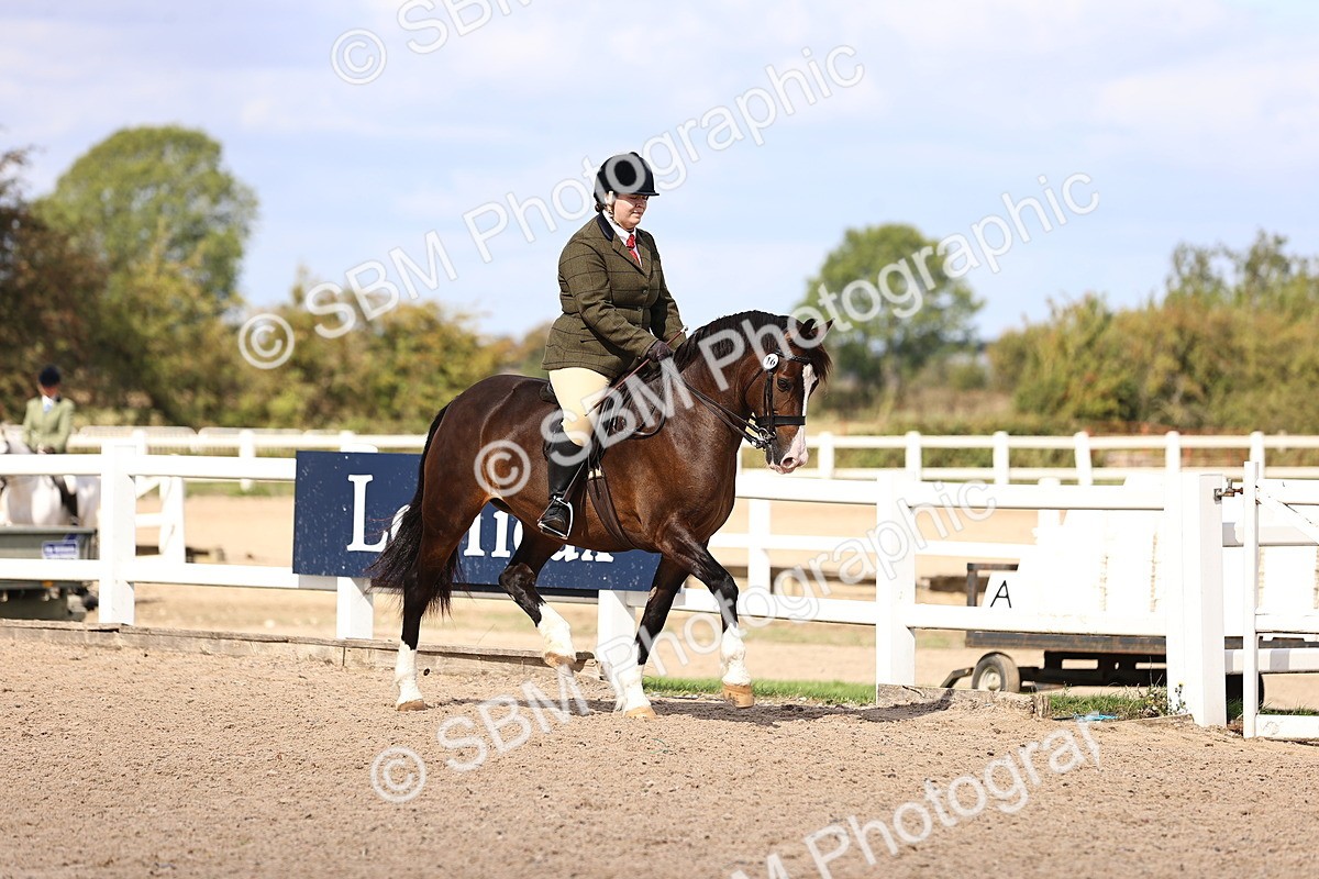 SBM_14282 - Class 411 - Prettiest Mare (IH OR Ridden) Adult