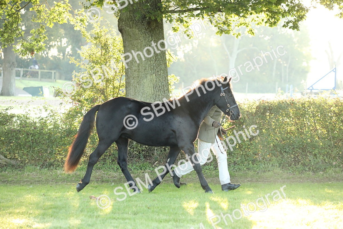 SBM_57819 - S42 - Youngstock