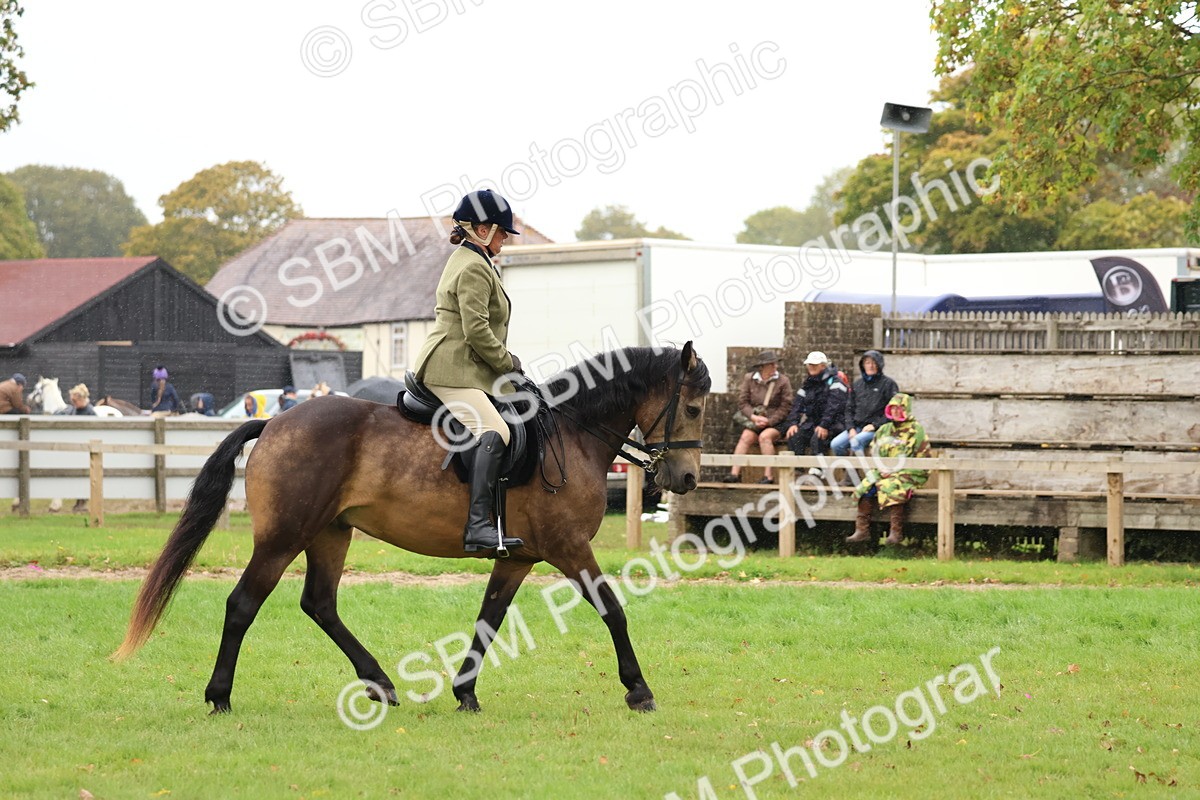 SBM_69594 - S62 - Mountain & Moorland Ridden Large Breeds