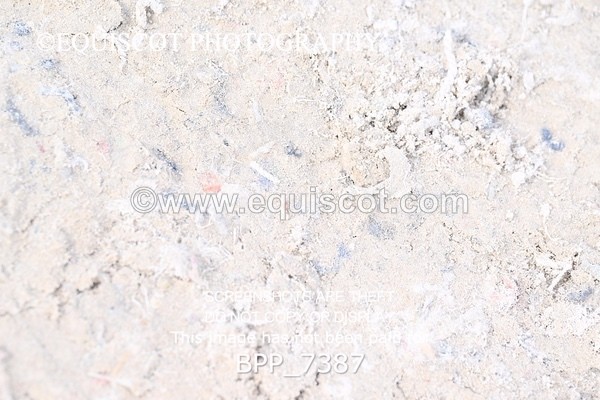 BPP_7387 - RING 1  (RIDDEN HORSES / IN HAND / VETERAN ETC)