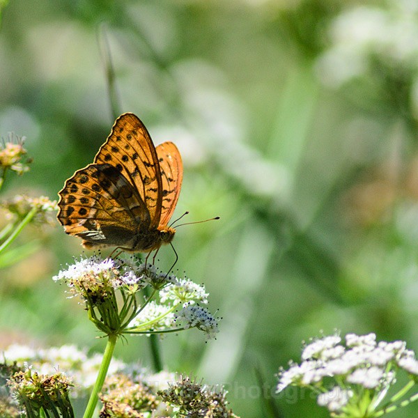 Silver-washed fritillary - Butterflies, Moths & Caterpillars