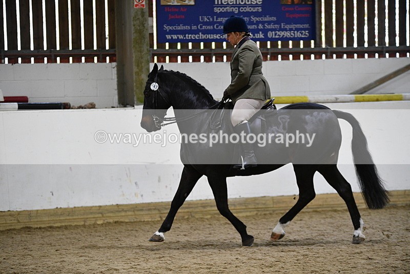 WJ5_7815 - Class 13 Ridden Part Breed
