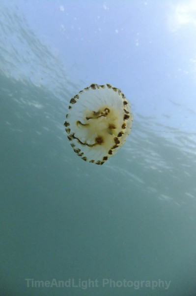 Compass Jellyfish - Cornish Marine Life