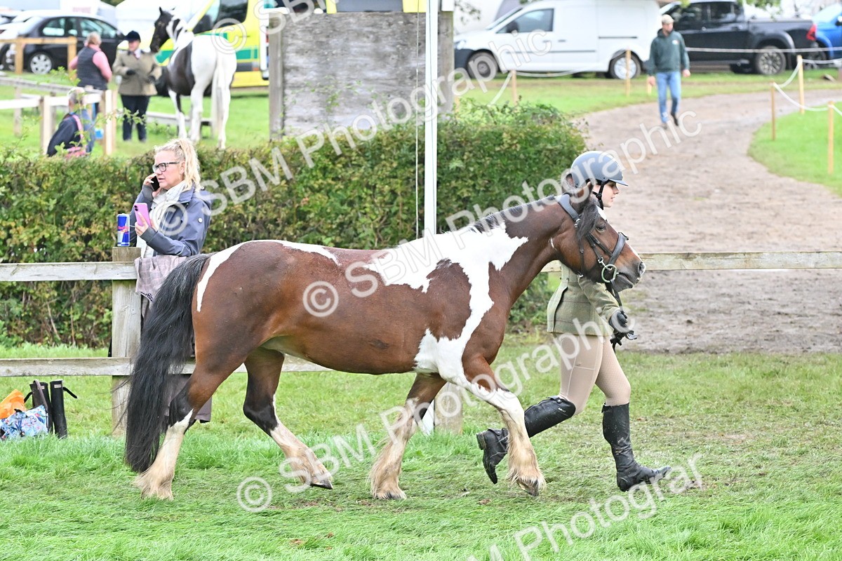 SBM_56953 - S45 - Coloured Pony In Hand