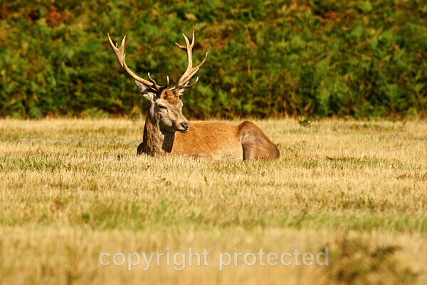  - Bradgate Park