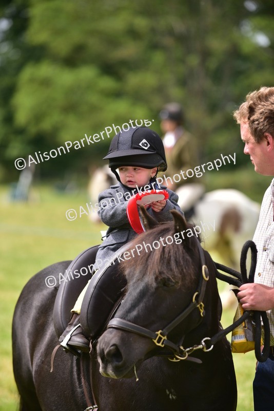 20260614-4030 - Class 16 - Handsome Gelding