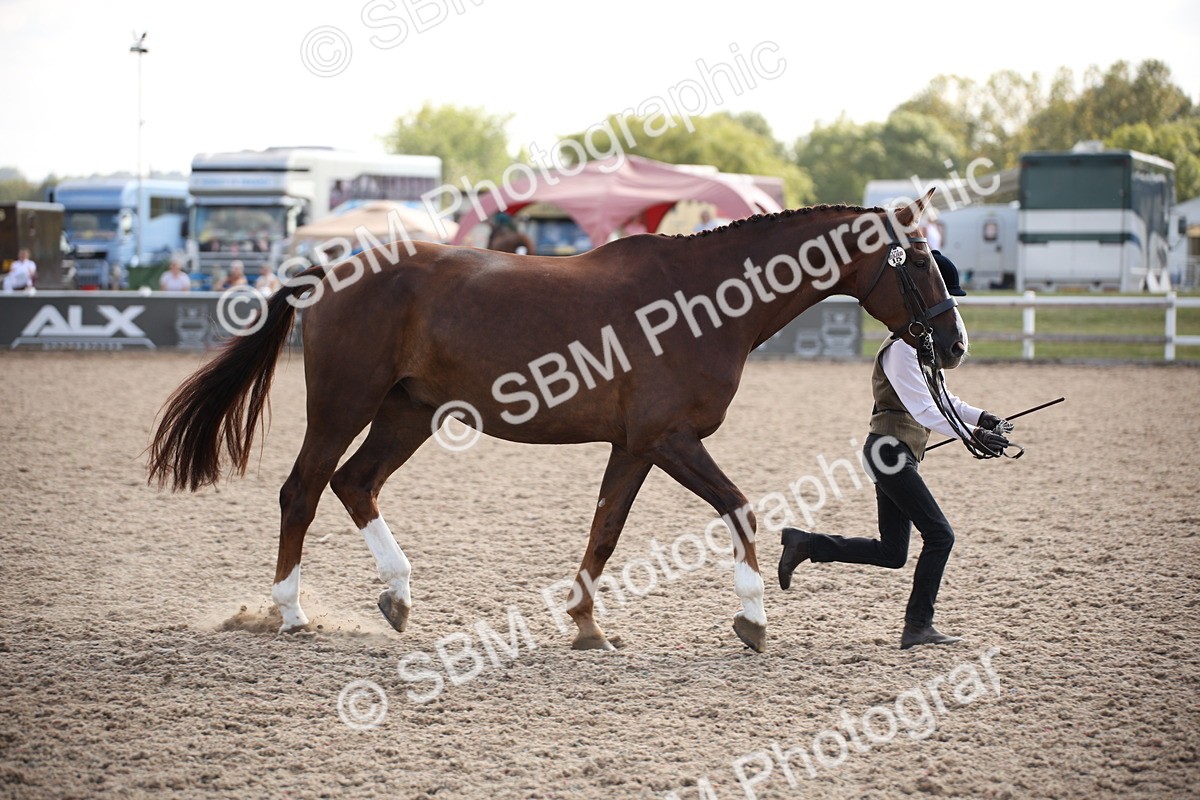 SBM_07099 - Class 25 IH Foreign Breeds- Pure bred