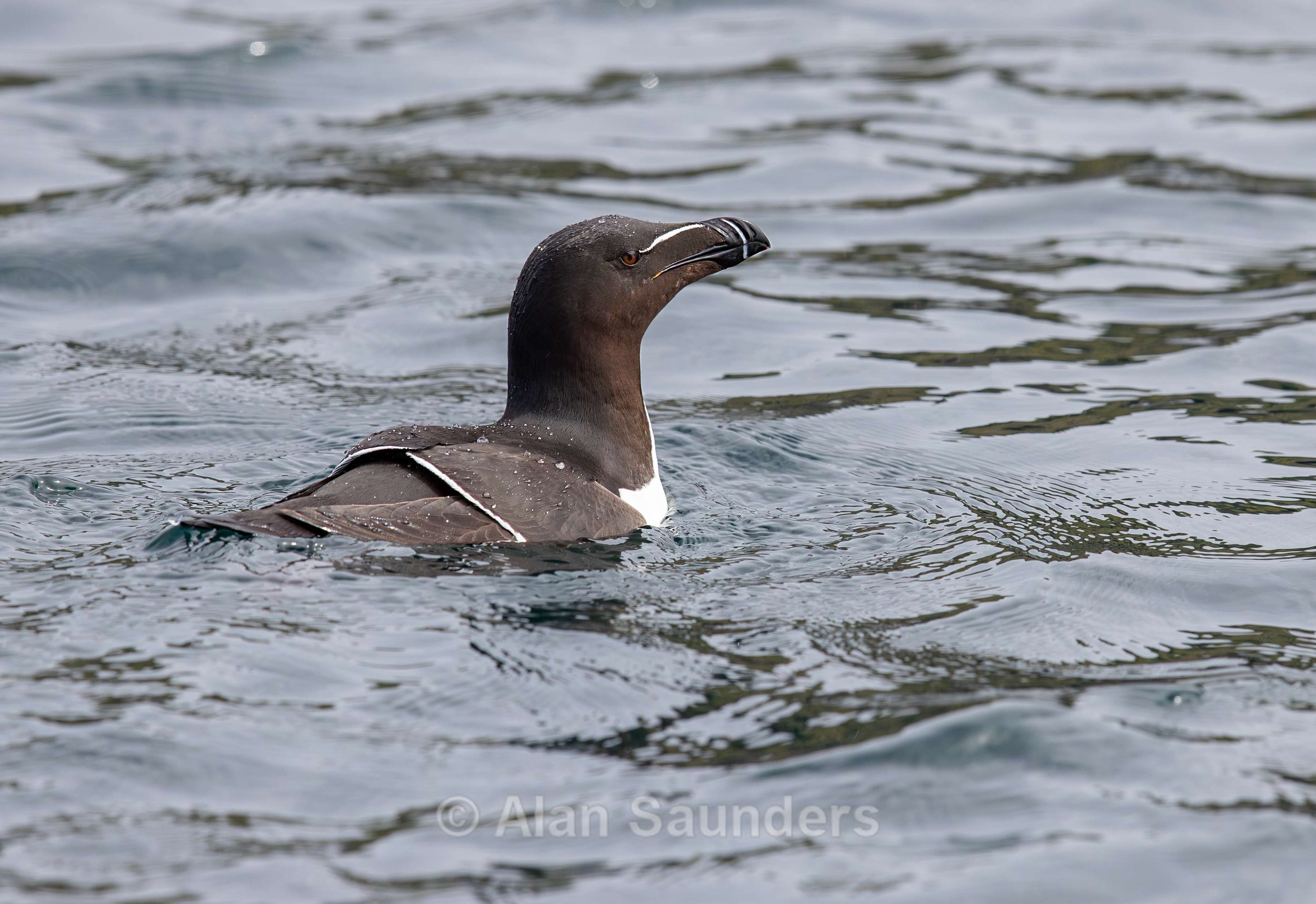 Razorbill 1