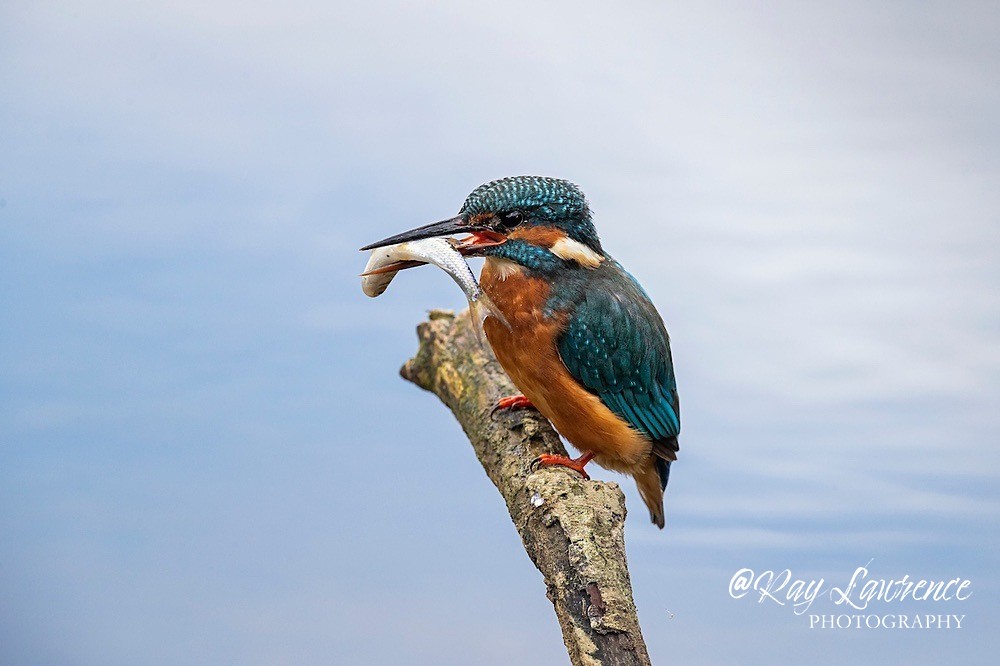 Kingfisher Alcedo Atthis011 - Kingfishers