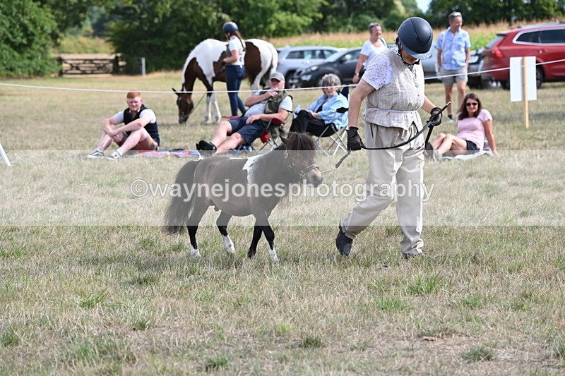 WJ6_7004 - Class 21 Shetland & Mini Horses