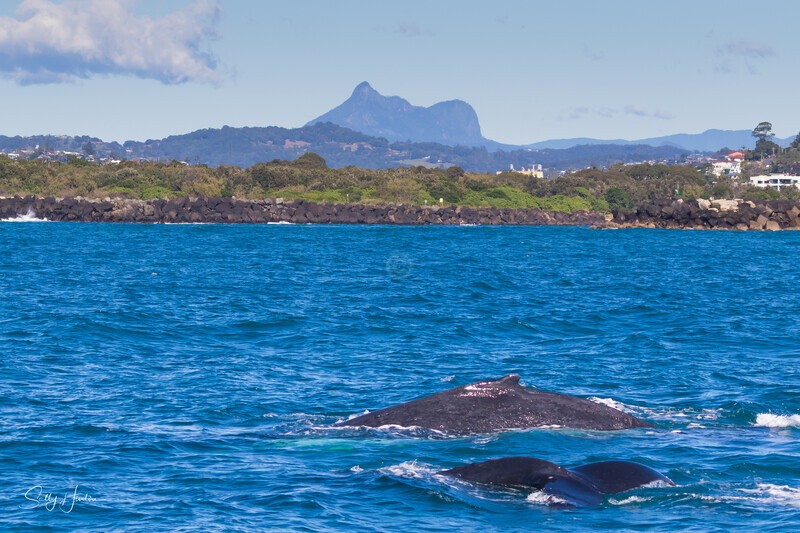Humpback Whale Mt Warning. 0A3A2296 - 2025 Whales