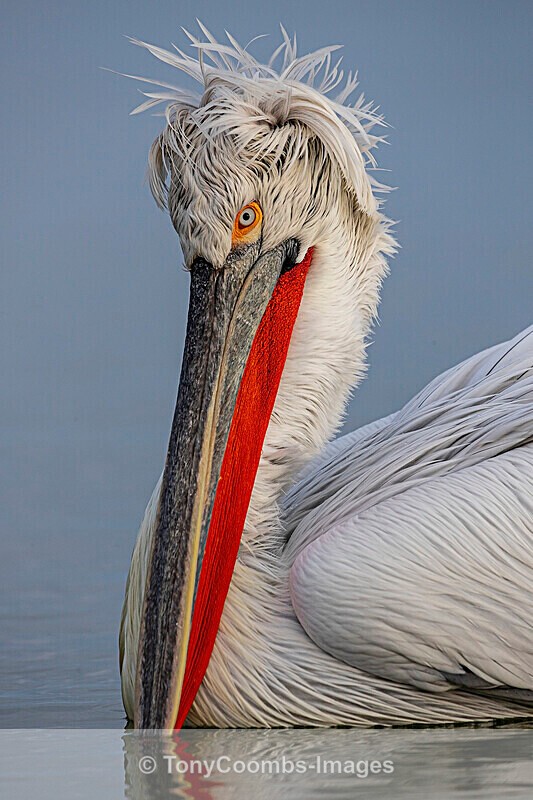 Dalmatian Pelican - Lake Kerkini