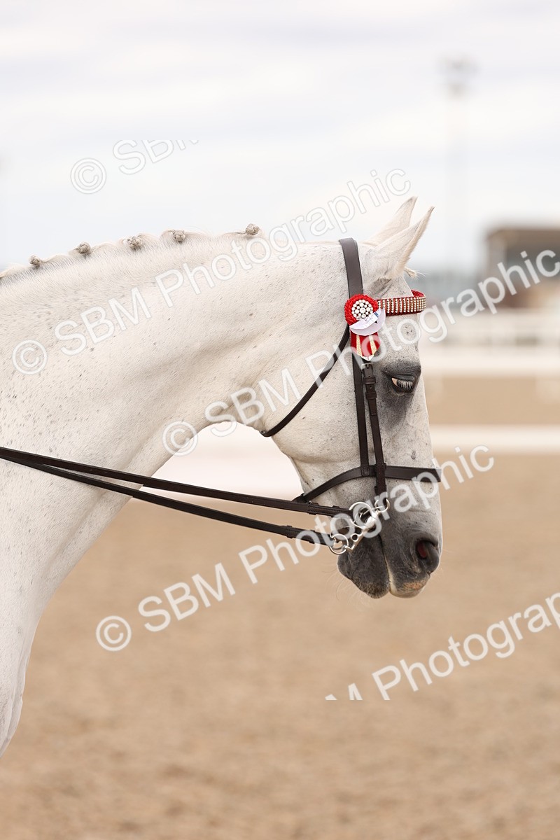SBM_17360 - Class 214 - Ridden Hack Riding Horse