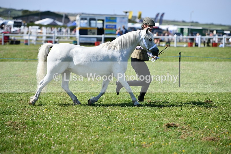 DSC_6437 - Class 53: NPS M&M 4 years and over Small Breeds