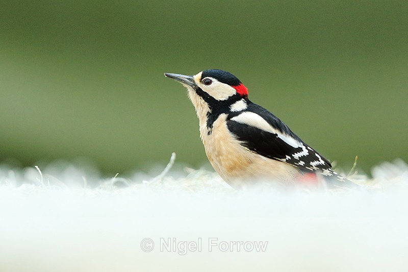 Great Spotted Woodpecker (adult male) on frosty grass, Worcestershire - Great Spotted Woodpecker