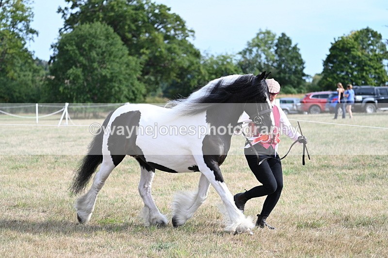WJ7_8111 - In-hand Championship