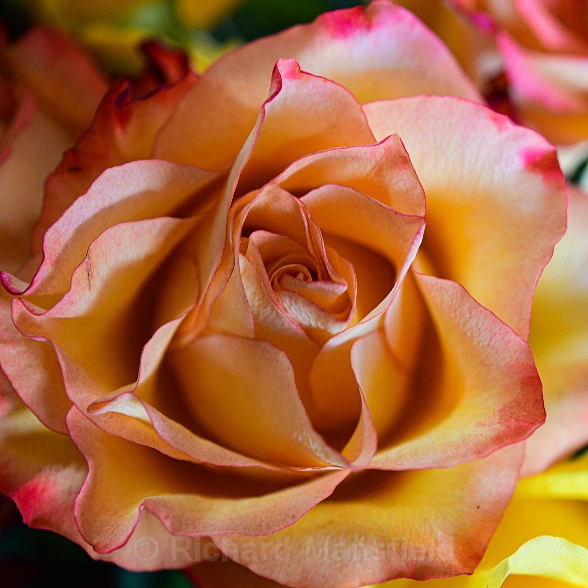  - Flowers