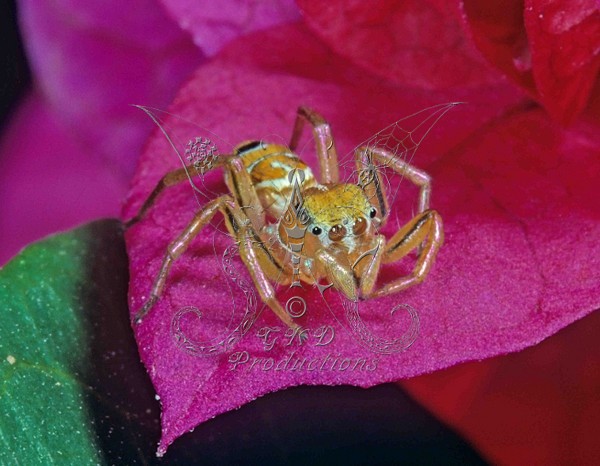 Jumping Spider - Papua New Guinea - ANIMALS