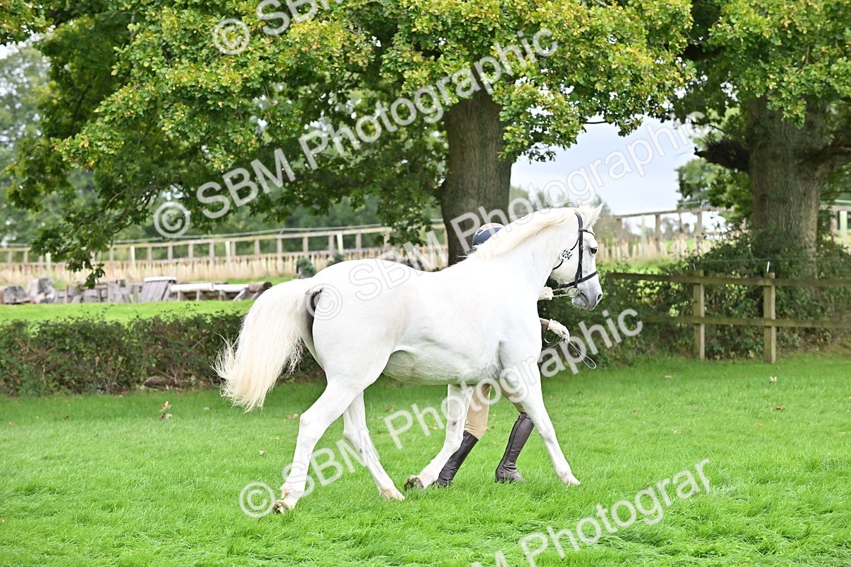 SBM_63251 - S49 - Mountain & Moorland In Hand Large Breeds