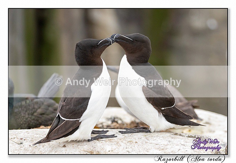 190604-untitled-8E0A4681-Edit - Razorbill