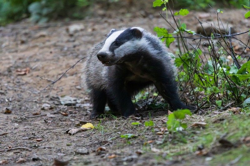 Badger looking for breakfast.  ref 1511 - macro and nature.