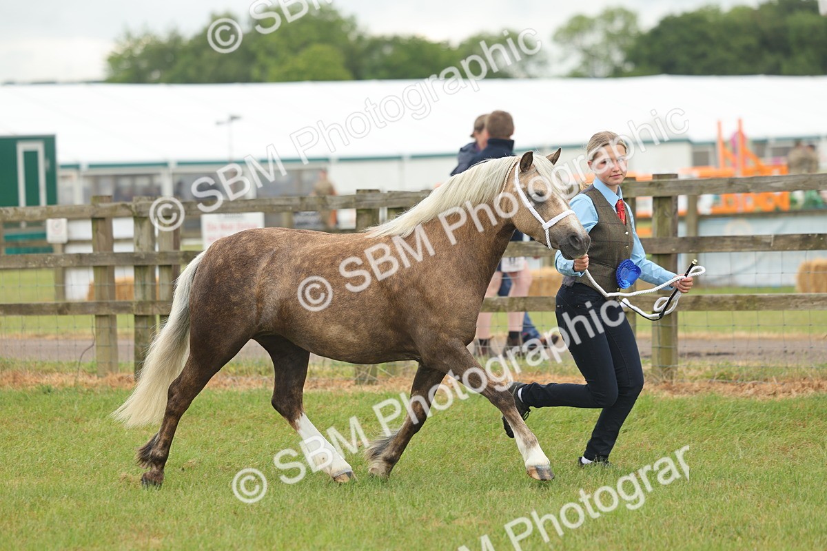SBM_01657 - Class 50-57 - M&M Welsh Pony In Hand