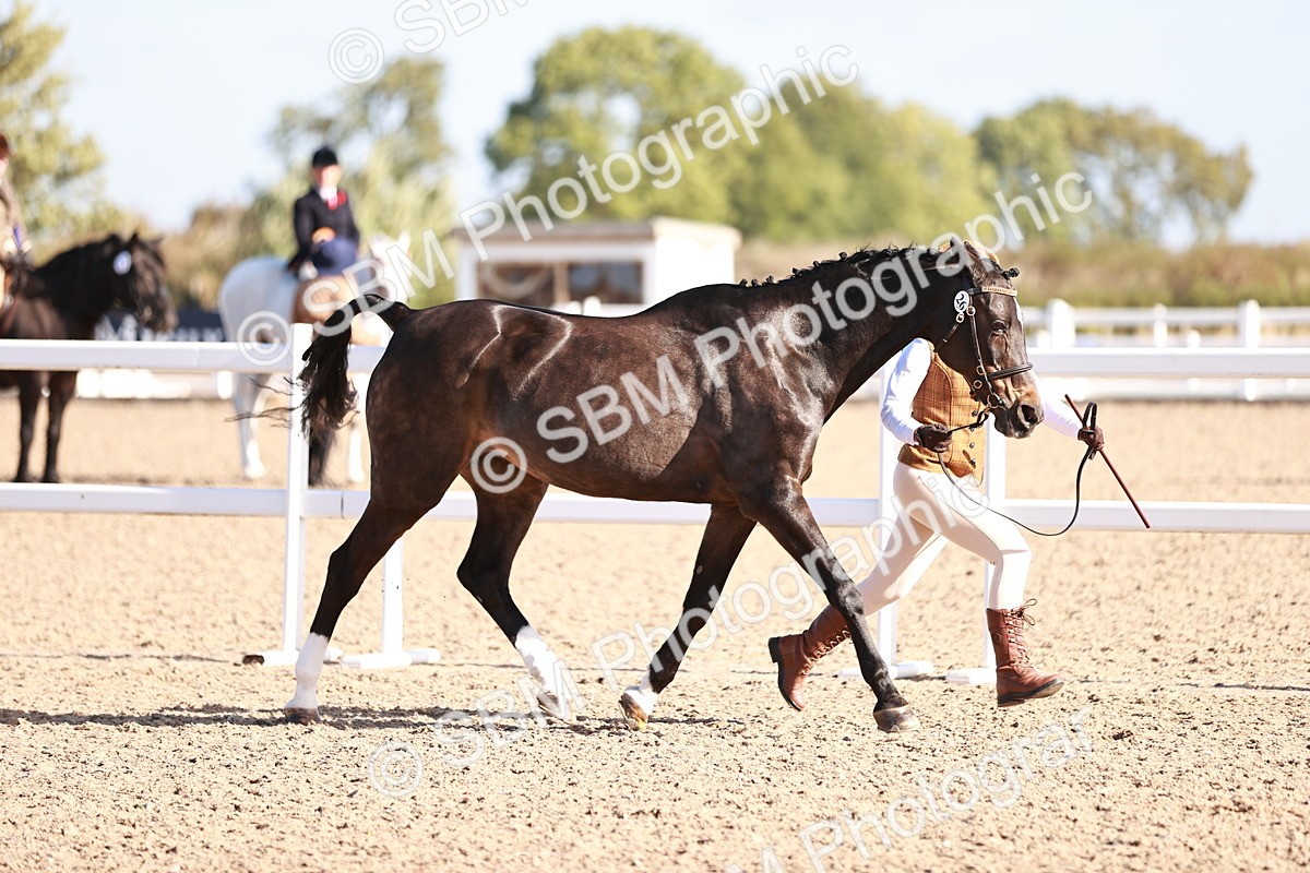 SBM_22017 - Class 702 - IH Show Horse-Pony