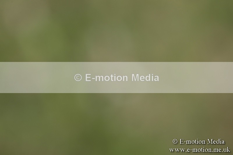 BVR160717-1443 - Class 3 Dressage 16/07/17