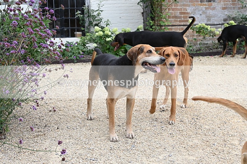 WJ6_3594 - Berks & Bucks - The Old farmhouse - Hound Exercise 20-08-25