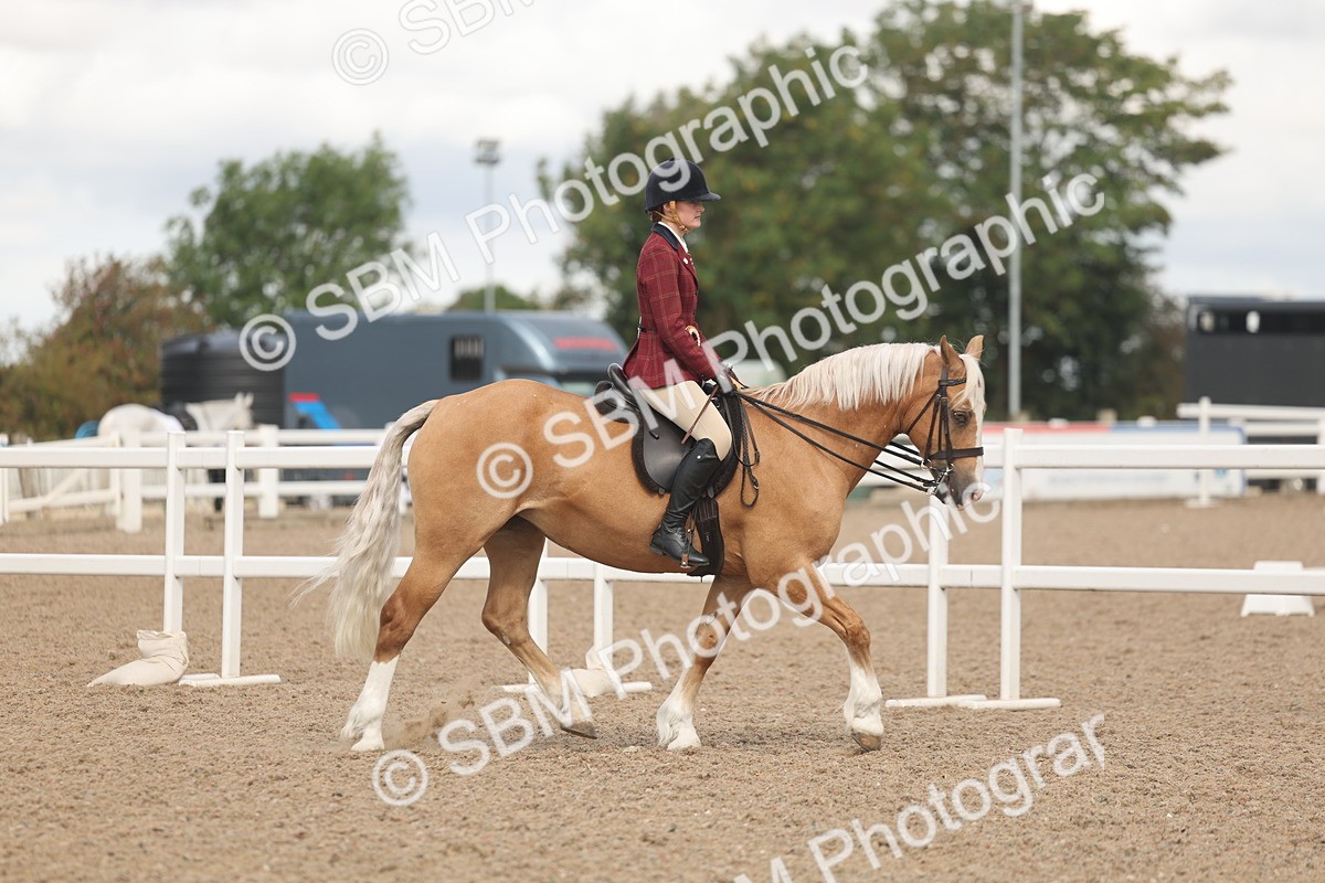 SBM_04396 - Class 17 - Prettiest Mare (IH or Ridden)