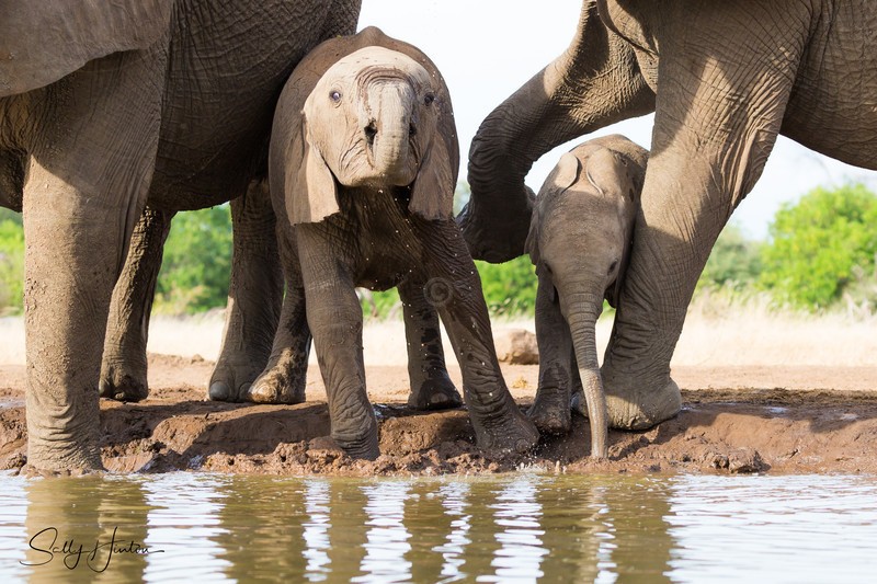 Elephant Baby 22