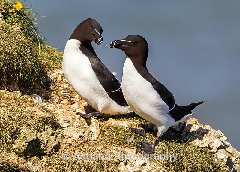 Astland Photography, Bird and Wildlife Images, Susan and Peter Wilson, U.K.