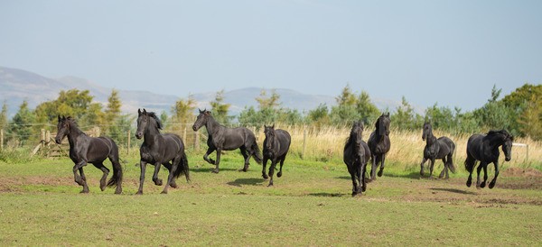 friesians 101-119 - Friesians