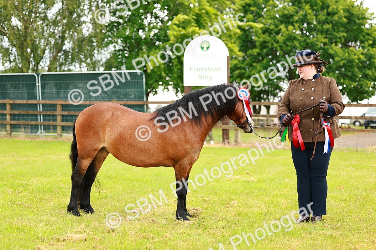 SBM_00295 - Class 58-67 - M&M Non Welsh Pony In hand